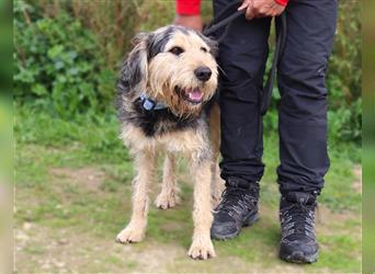 Bruce, Mix Schnauzer / Tibet Terrier, lieb und verträglich