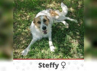 STEFFY ❤️ sucht Zuhause oder Pflegestelle