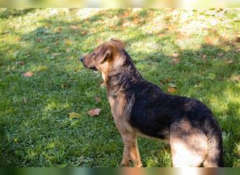 COOKIE - der aktive und aufgeweckte Junghund lernt schnell und geht schon toll an der Leine