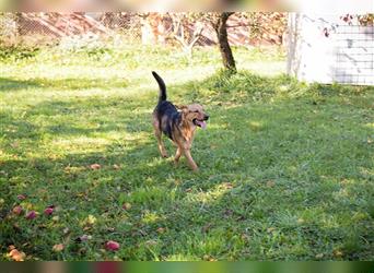 COOKIE - der aktive und aufgeweckte Junghund lernt schnell und geht schon toll an der Leine