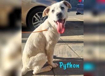 Python 10/2023 (ESP Pflegestelle) - verschmuster und menschenbezogener Junghund!