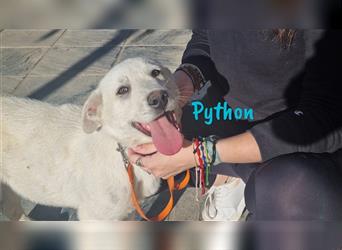 Python 10/2023 (ESP Pflegestelle) - verschmuster und menschenbezogener Junghund!
