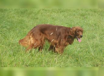 Irish Setter / Setterwelpen