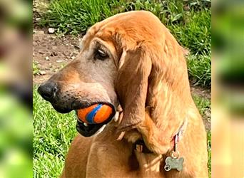 Appie - ein Traumhund für Langohrfreunde wünscht sich eine eigene Familie