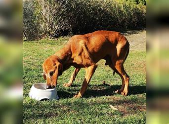 Appie - ein Traumhund für Langohrfreunde wünscht sich eine eigene Familie