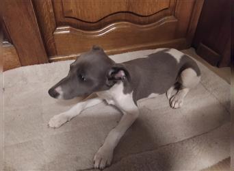 Whippet pups windhund