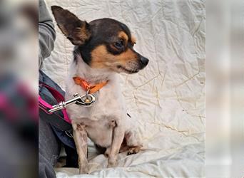 Edgar der schüchterne Chihuahua, sucht Hundefreunde mit Hundekentnissen