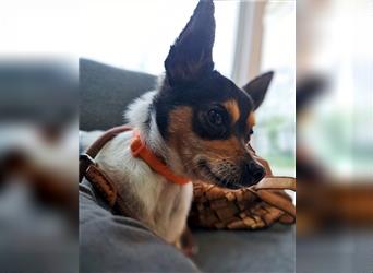 Edgar der schüchterne Chihuahua, sucht Hundefreunde mit Hundekentnissen