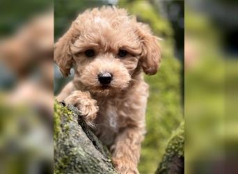 Wunderschöne gesunde mini Maltipoo Welpen! Apricot und crème farben