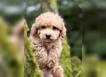 Wunderschöne gesunde mini Maltipoo Welpen! Apricot und crème farben