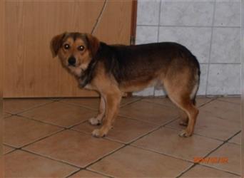Rio mittelgroßer Mischlingsrüde Mischling Rüde Junghund sucht Zuhause oder Pflegestelle