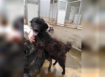 Fusilli junger kroatischer Schäferhund Mischling Rüde Mischlingsrüde Junghund sucht Zuhause oder PS