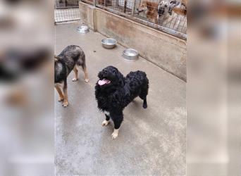Yoda kroatischer Schäferhund Mischlingsrüde Mischling Rüde Junghund sucht Zuhause oder Pflegestelle