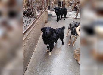 Yoda kroatischer Schäferhund Mischlingsrüde Mischling Rüde Junghund sucht Zuhause oder Pflegestelle
