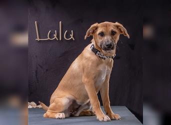 Lulu, ein liebenswertes Hundekind!