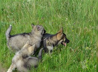 Wolfsschäferhunde (Sandros Leisha Dog) natürlich und robust