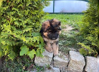 Welpen Deutscher Schäferhund Langstockhaar