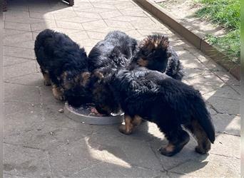 Welpen Deutscher Schäferhund Langstockhaar