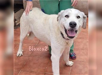 Blanca2 09/2019 (ESP) - liebevolle, zutrauliche und sehr verschmuste Hündin!