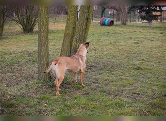 BERTA - neugieriger Balljunkie mit kleinem Handicap sucht Menschen mit Hundeerfahrung