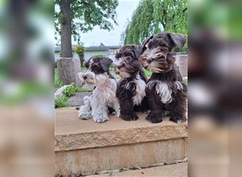 Amerikanische Zwergschnauzer/ American Miniature Schnauzer Welpen