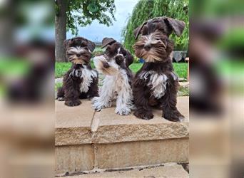 Amerikanische Zwergschnauzer/ American Miniature Schnauzer Welpen