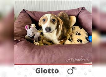 GIOTTO ❤ EILIG! sucht Zuhause oder Pflegestelle