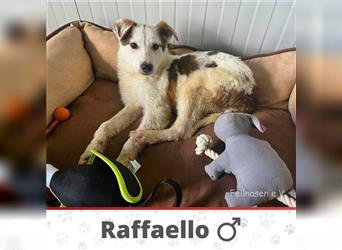 RAFFAELLO ❤ EILIG! sucht Zuhause oder Pflegestelle