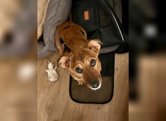 Verspielter Herby - Terrier-Mischling, lieber Rüde, 6 Monate, Tierschutz