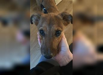 Verspielter Herby - Terrier-Mischling, lieber Rüde, 6 Monate, Tierschutz