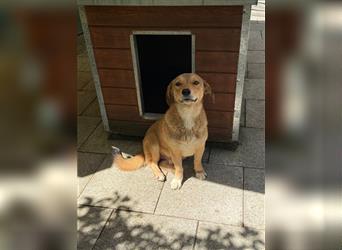 ♥FELIX♥ neu auf Pflegestelle bei Duisburg - sehr zutraulicher, lieber kleiner Junghund 38 cm