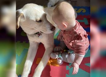 BUDDY  - toller Familienhund sucht tolle neue Familie!