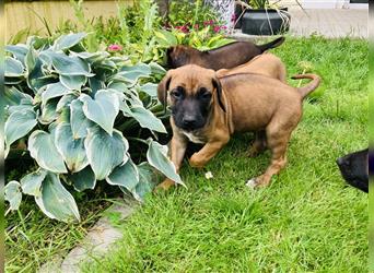 Reinrassige Rhodesian Ridgeback Welpen suchen ein Zuhause