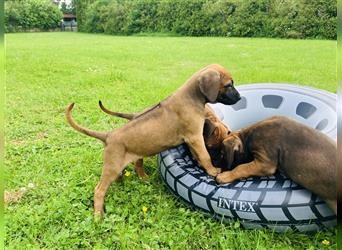 Reinrassige Rhodesian Ridgeback Welpen suchen ein Zuhause