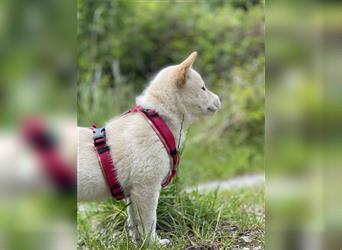 3/4 Shiba Inu x 1/4 Beagle Welpen - einzigartige Shibas mit Farbklecks aus Deutschland!
