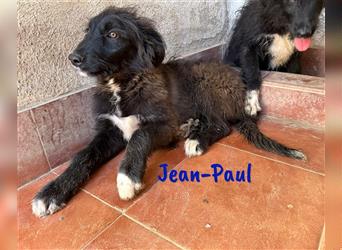 Jean-Paul 11/2023 (ESP) - neugieriger, kleiner Border Collie - Carea Leònes Mix Welpe!