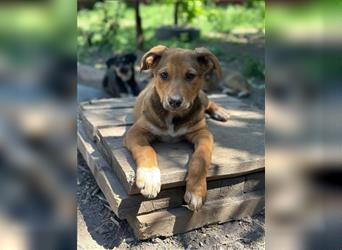 Ein Hundemädchen aus der Ukraine, Smoky, sucht ihr neues Zuhause.