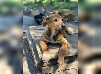 Ein Hundemädchen aus der Ukraine, Smoky, sucht ihr neues Zuhause.