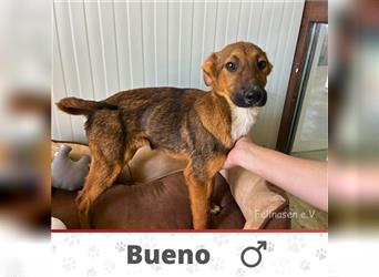 BUENO ❤ EILIG! sucht Zuhause oder Pflegestelle
