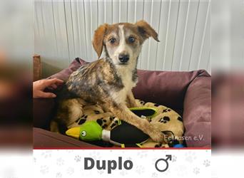 DUPLO ❤ EILIG! sucht Zuhause oder Pflegestelle
