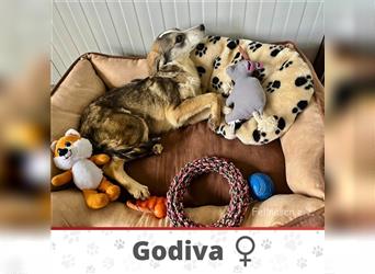 GODIVA ❤ EILIG! sucht Zuhause oder Pflegestelle