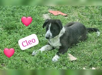 Wunderhübsche Cleo möchte Rumänien verlassen