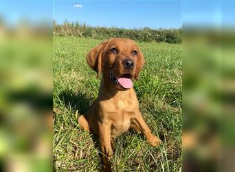 Labradoodle fawn F1B