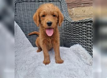 Labradoodle Welpen  fawn F1B