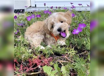 Maltipoo F1 Welpen - Pudel - Malteser