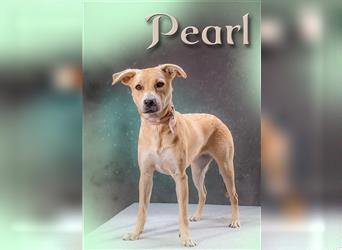 Pearl, ein Traumhund