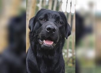 26-fach freier Labrador Retriever Deckrüde / GRSK / DOK / Stud dog /