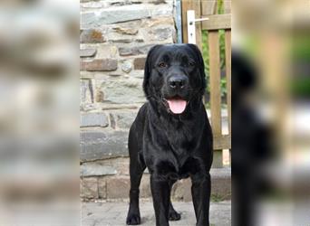 26-fach freier Labrador Retriever Deckrüde / GRSK / DOK / Stud dog /