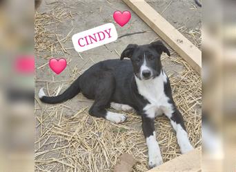 Hübsches Hundemädel Cindy (Welpe) möchte Rumänien schnell verlassen