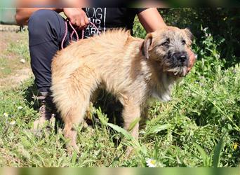 Tuto, Mix Schnauzer / Tibet Terrier / Podengo, lieb und verträglich